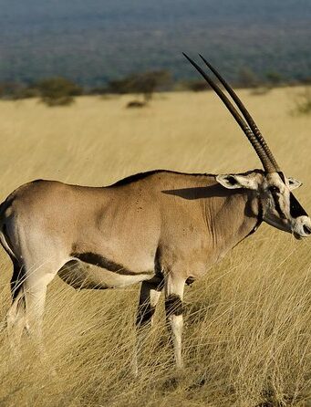 2-day Awash National Park Tour Package